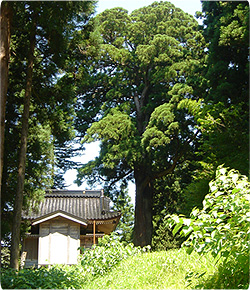 蓮花寺の大杉