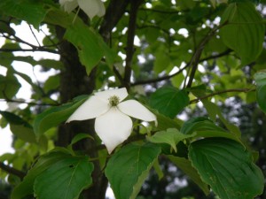 rimg00871