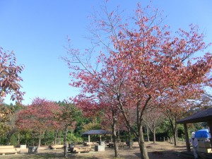 rimg0515